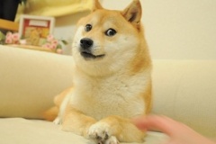 Original_Doge_meme