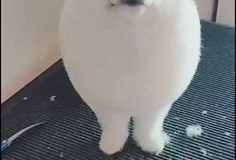 d0a15a402a34b3d05cd2b4d256f463f5